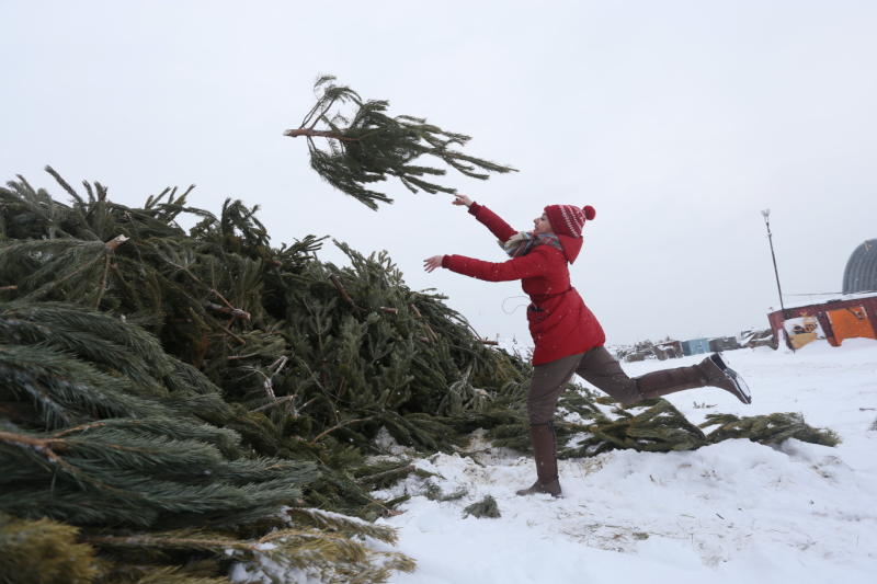 Москвичи уже сдали более 2,6 тыс деревьев в рамках акции «Елочный круговорот». Фото: архив
