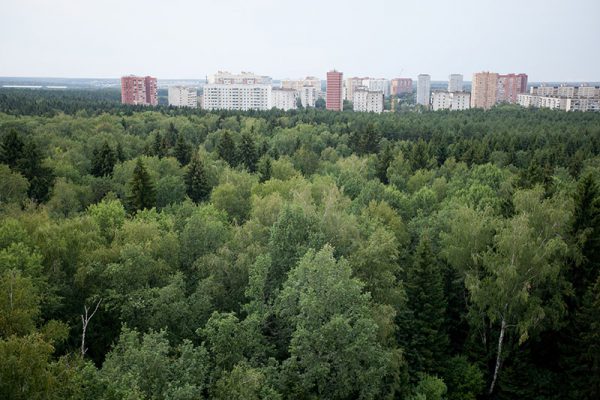В Москве в 2016 продолжится акция “Миллион деревьев”
