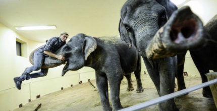 «Уголок дедушки Дурова» проведет конкурс имен для трех слонят